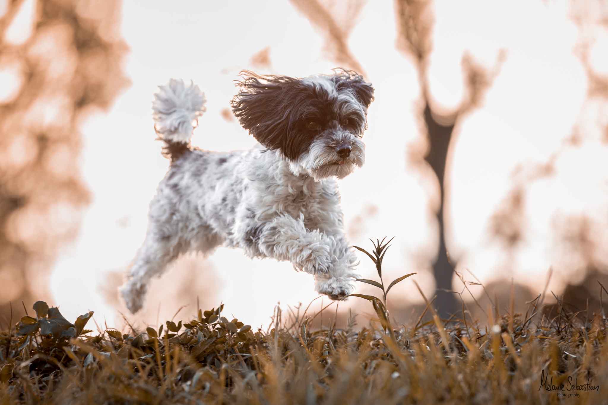 Fotografie von einem Hund